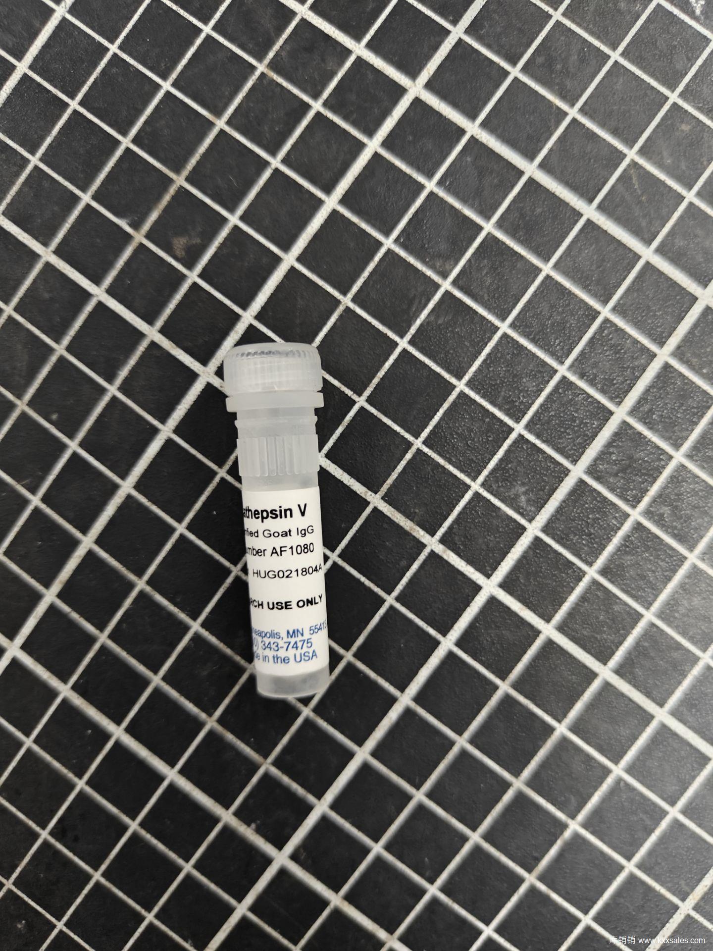 Human Cathepsin V Affinity Purified Polyclonal Ab (25 UG)